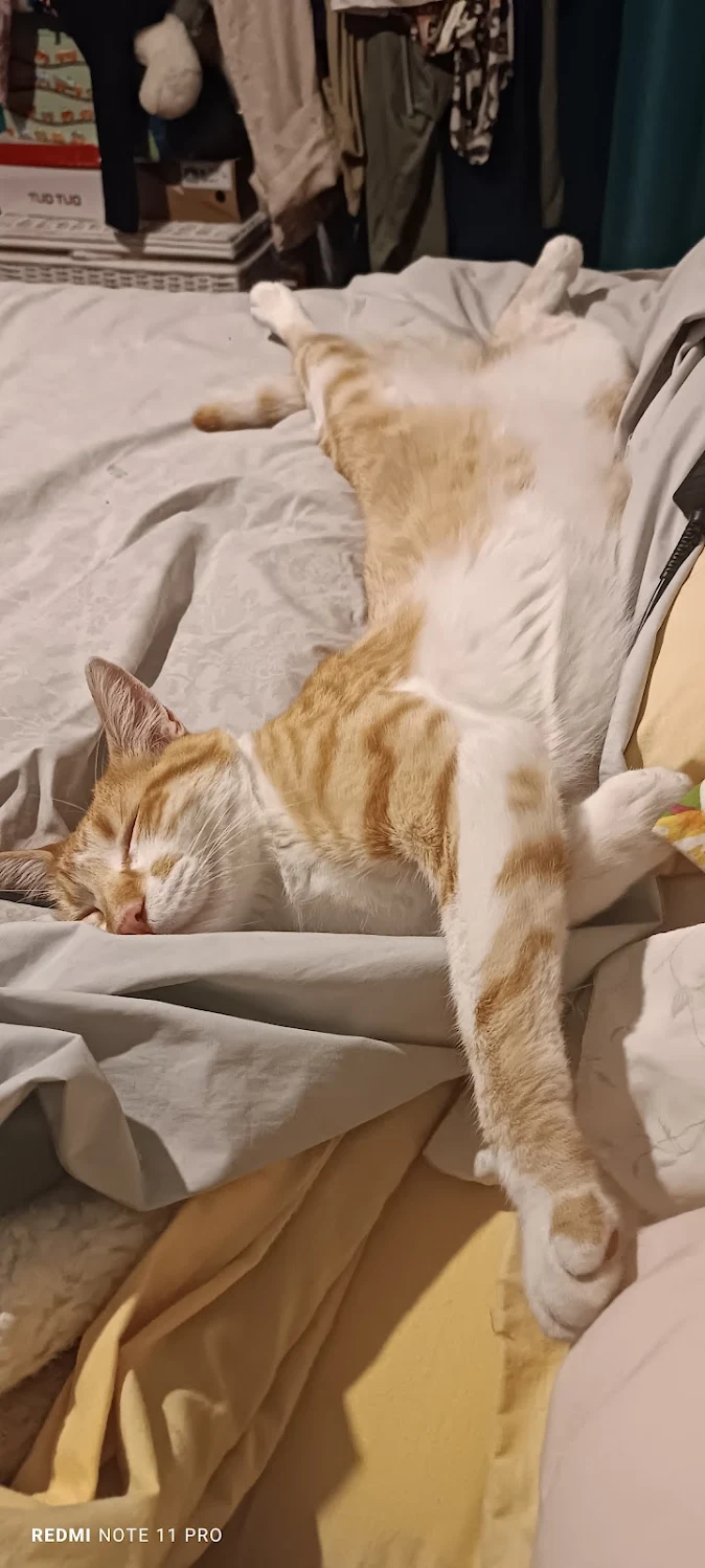 Espacio de juegos para gatos en Michimperio