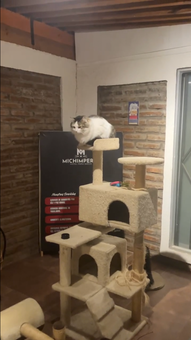 Gato descansando en Michimperio Hotel San Fernando