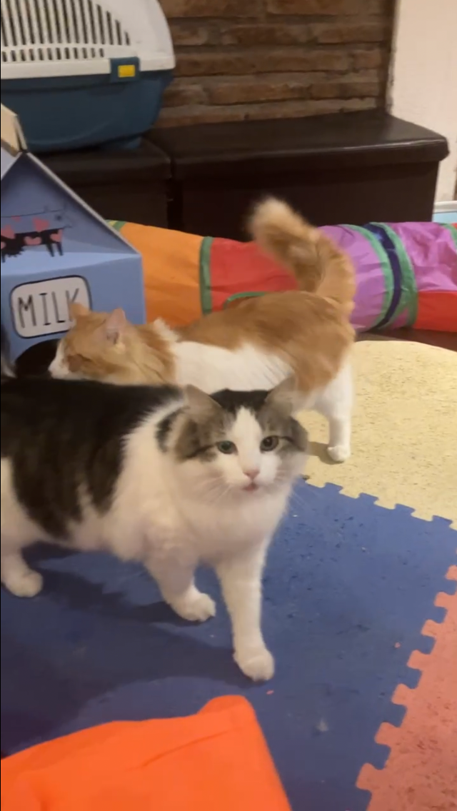 Cuidado de gatos en Michimperio San Fernando