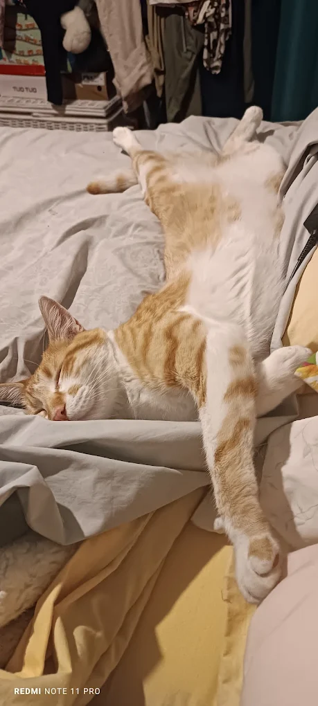 Gatos disfrutando en Michimperio