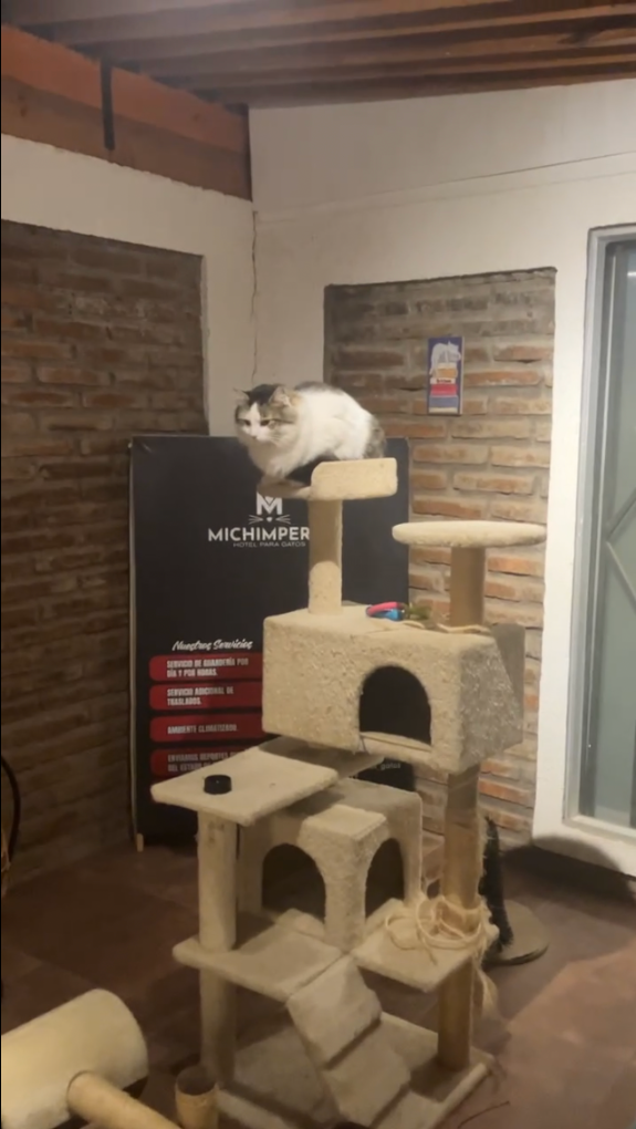 María José cuidando gatos en Michimperio